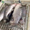 2019 New Stock IWP seafood fish frozen grey mullet wholesale 6/8 pcs